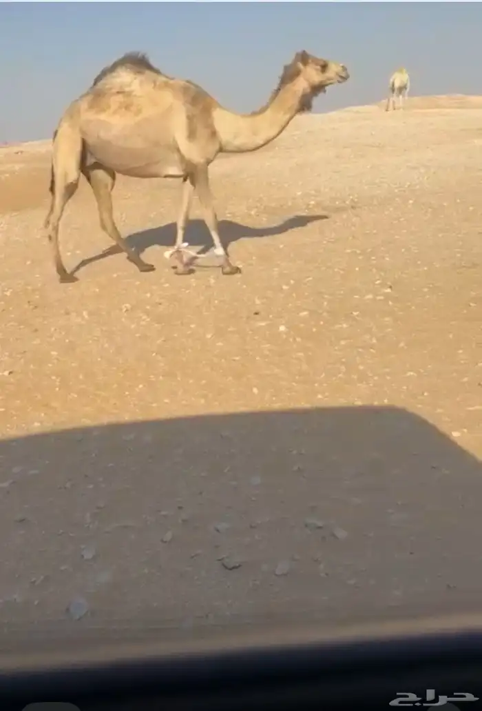 ناقة لقحة على سياف العقده 0