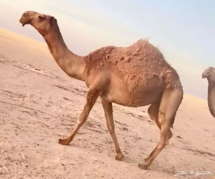 للبيع ضريبة شعلا 0
