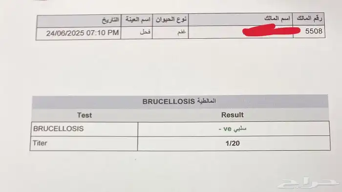 طلي فحل مشروط تم البيع 5