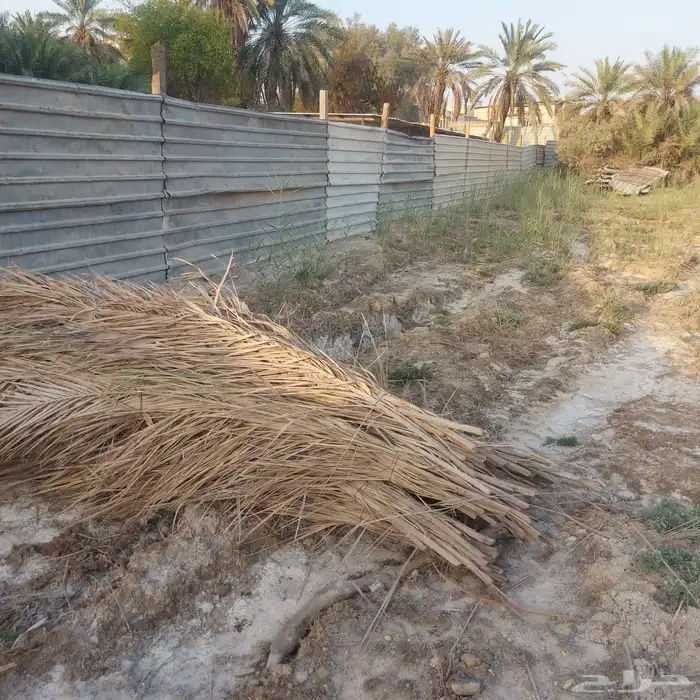 سعف جريد 6