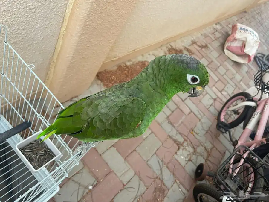 بغبغاء للبيع 0