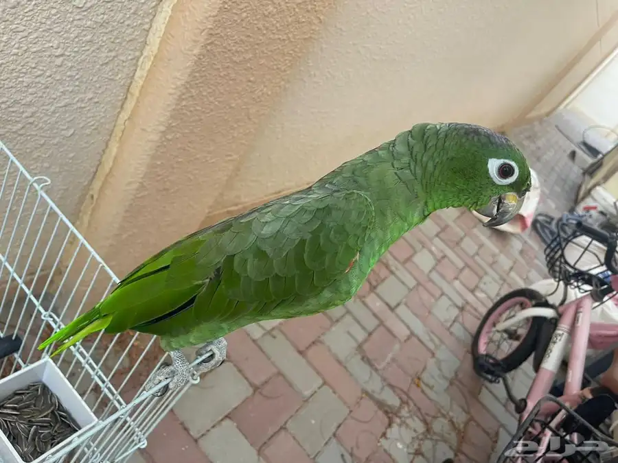 بغبغاء للبيع 1