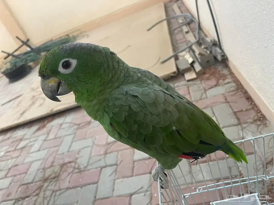 بغبغاء للبيع 5