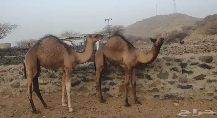 قعدان للبيع 1