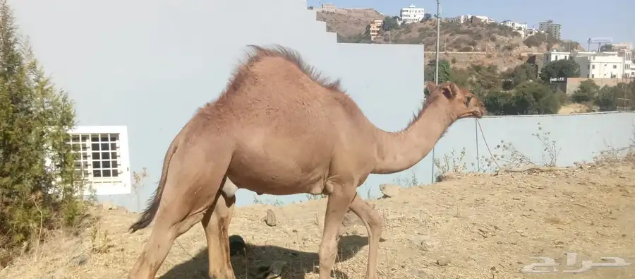 قعود للبيع 0