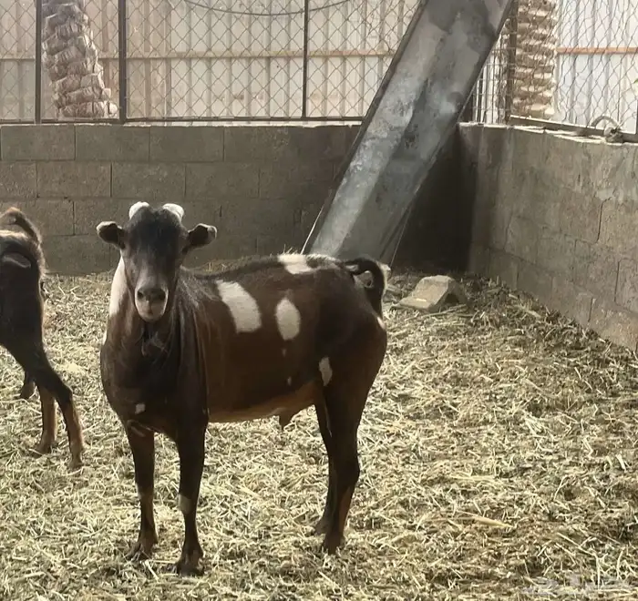 تيس للبيع حار جدا على الشرط السوم وصل 750 افرق السوم واخذه 2