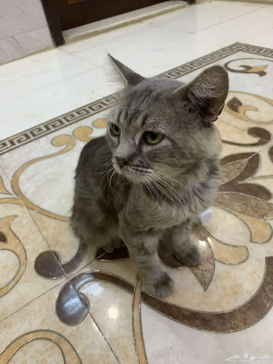 قط ربوي حق بيت 2