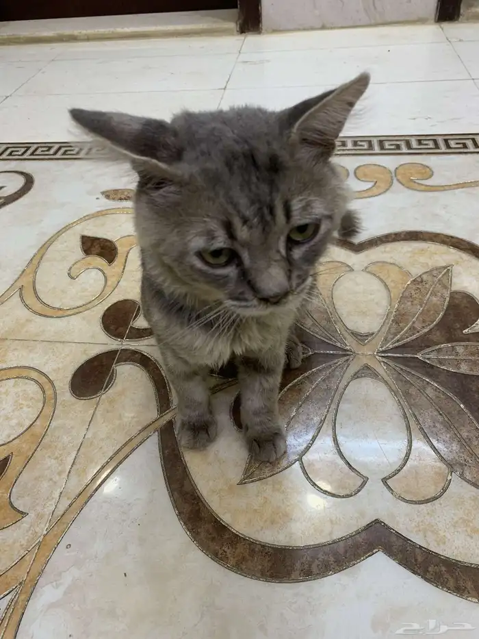 قط ربوي حق بيت 1