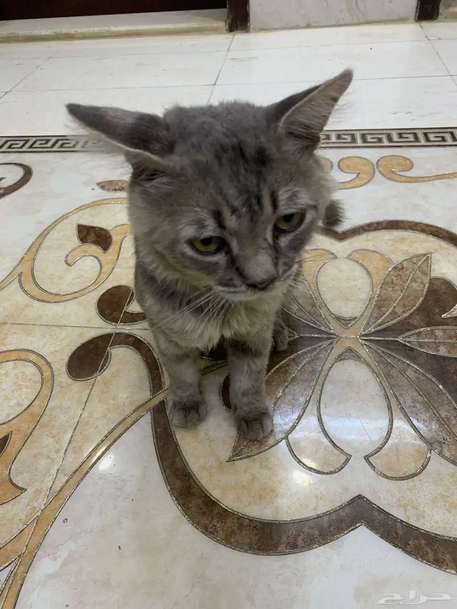 قط ربوي حق بيت 1