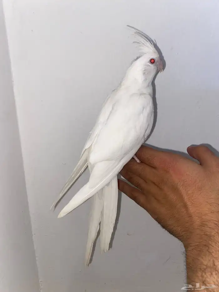 كروان ابيض اليف 2