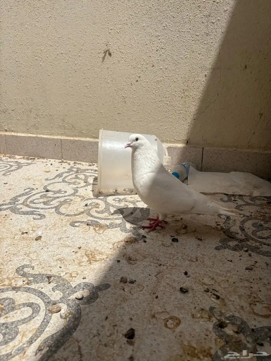 حمام 7