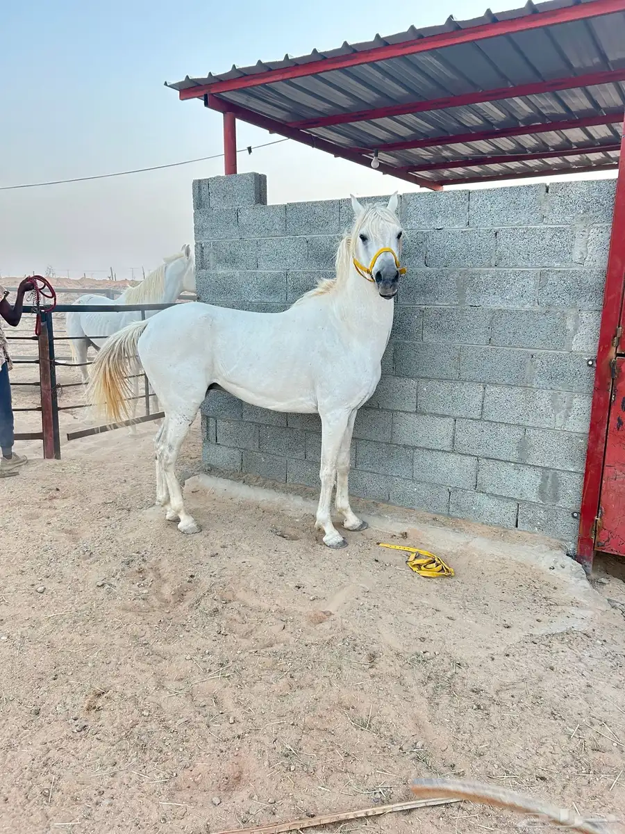 حصان شعبي للبيع 0