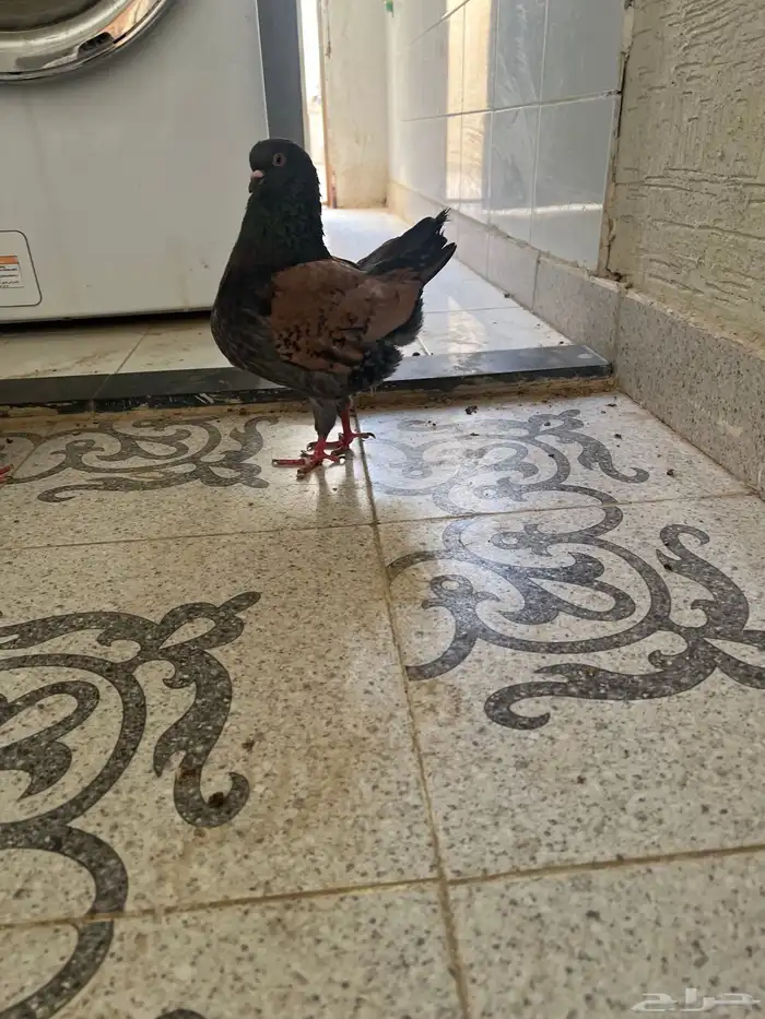 للبيع حمام كنق منتج 1
