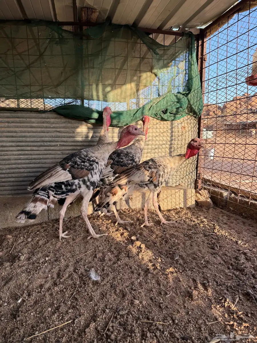 فروخ رومي فاخر 0