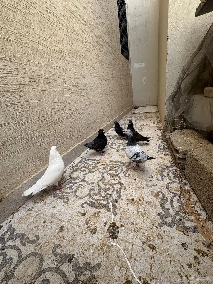 حمام 2