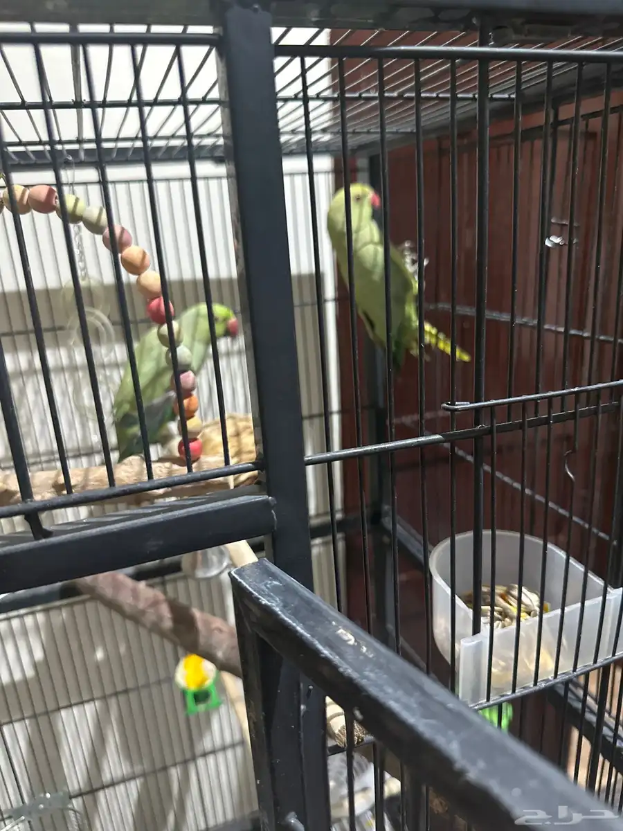 دره هنديه منتجه 3