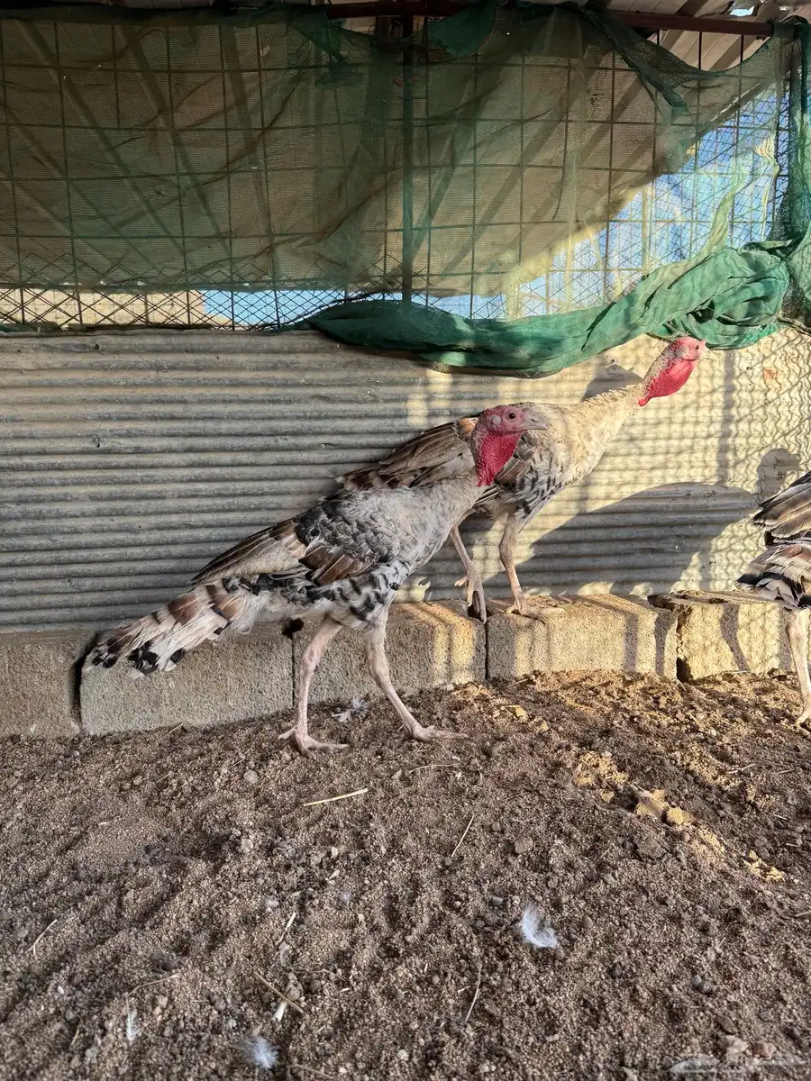 فروخ رومي فاخر 4