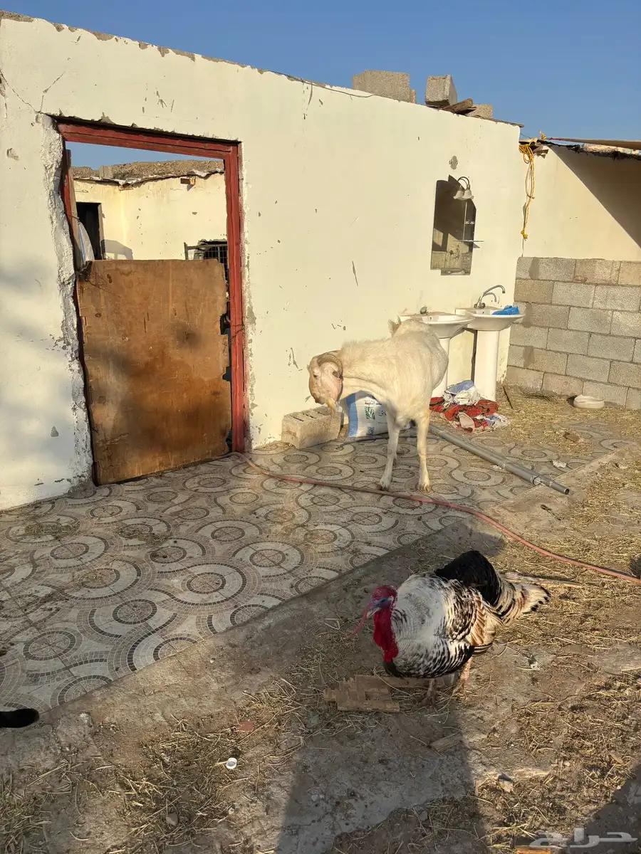 فحل بيشي عارضي 2