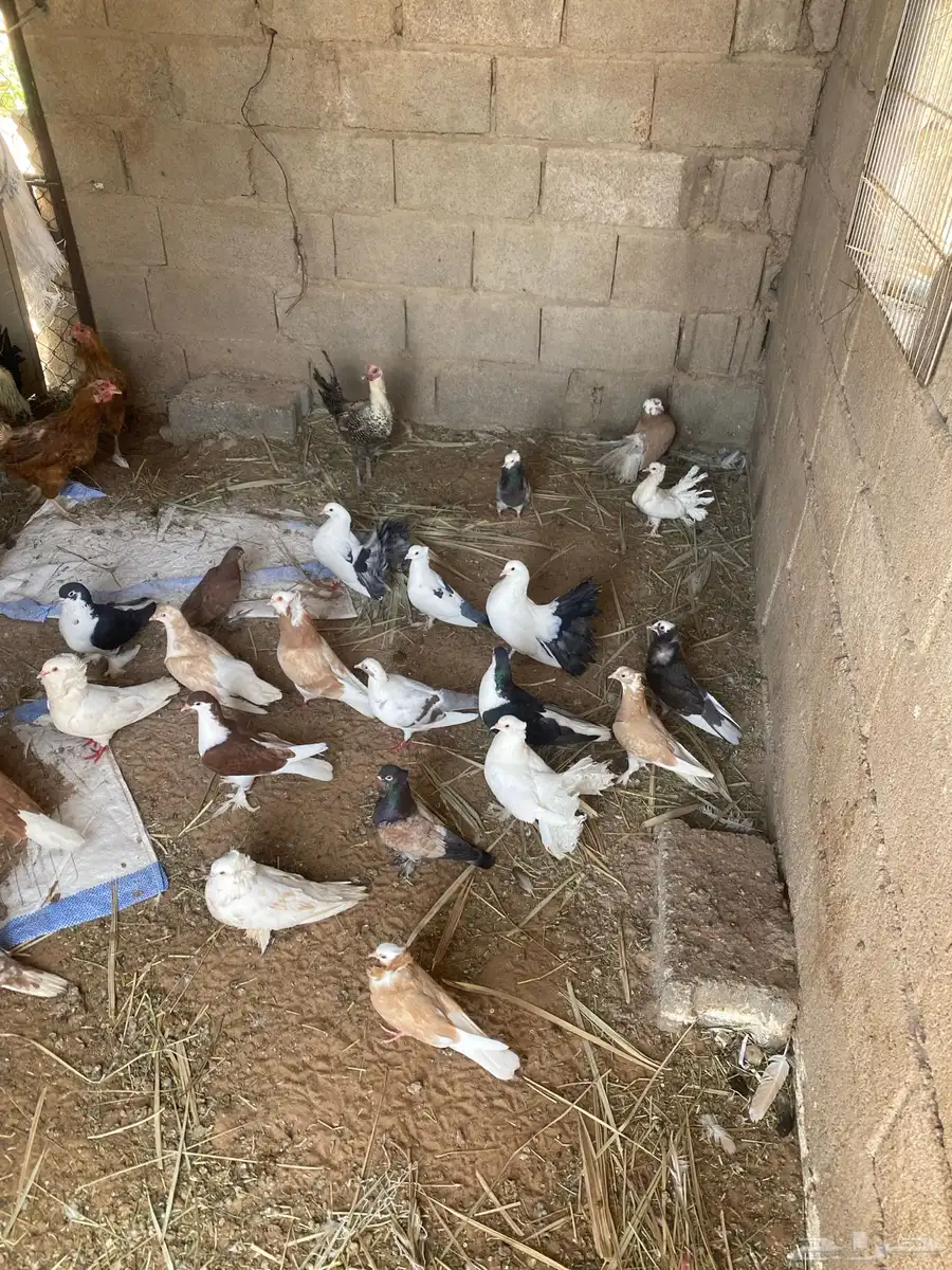 حمام 1