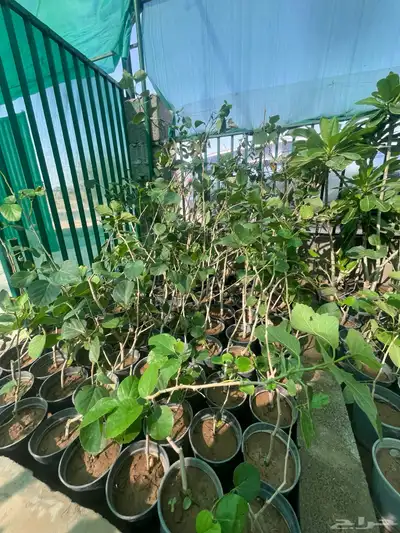 بمبره 1