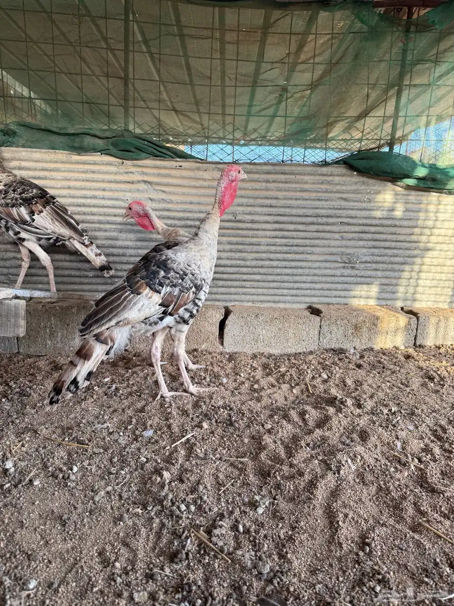 فروخ رومي فاخر 1