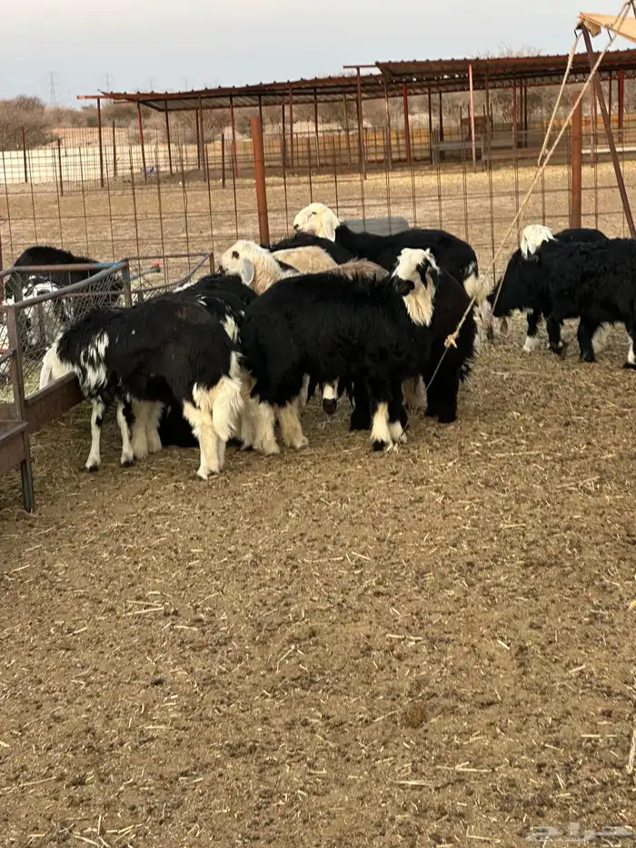 طليان نجد للبيع 1