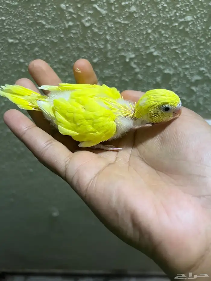 فرخ بادجي للبيع 4