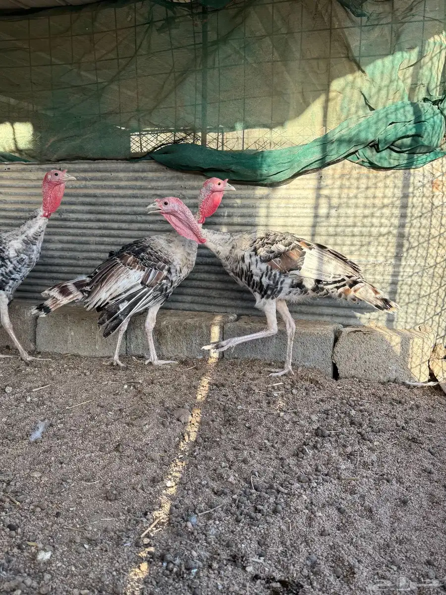 فروخ رومي فاخر 9