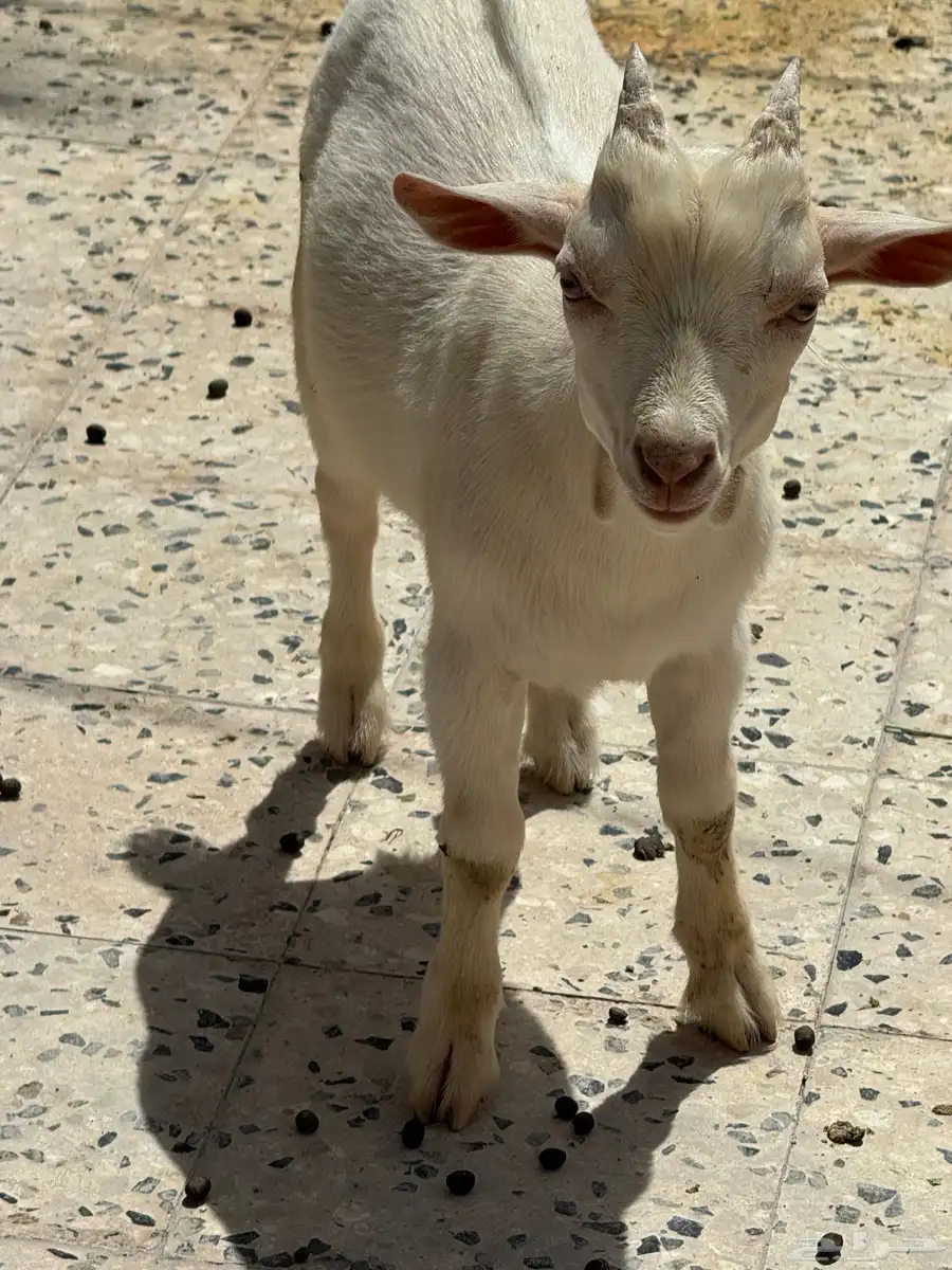 ماعز قزم 0