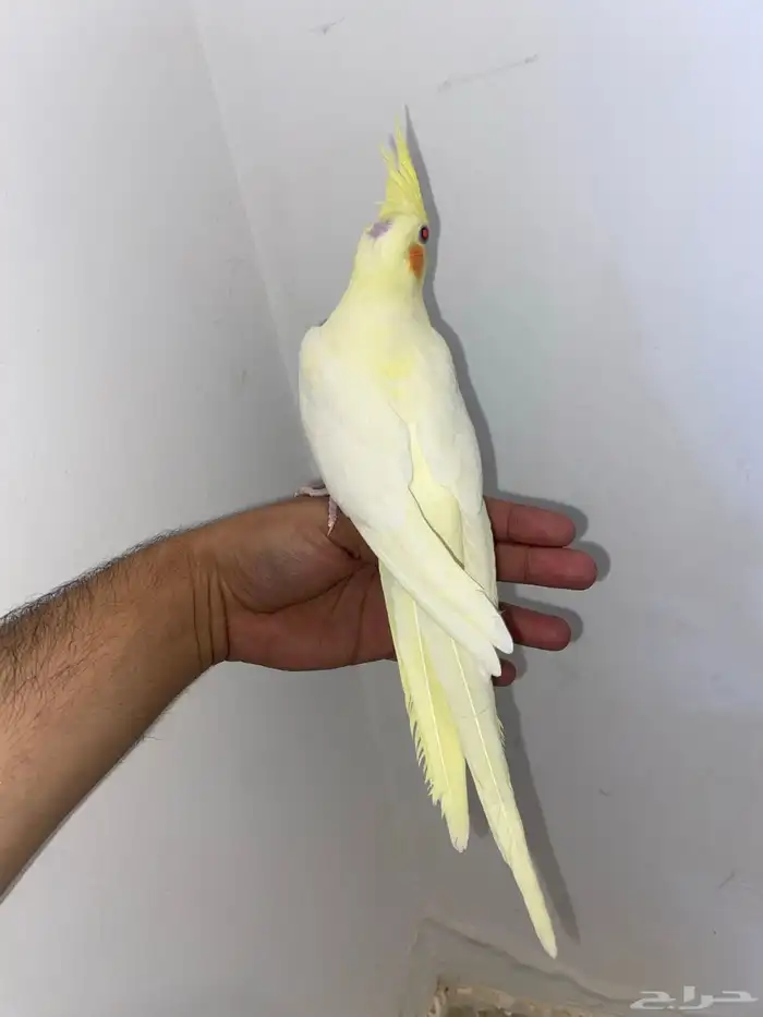 كروان اليف جدا 2