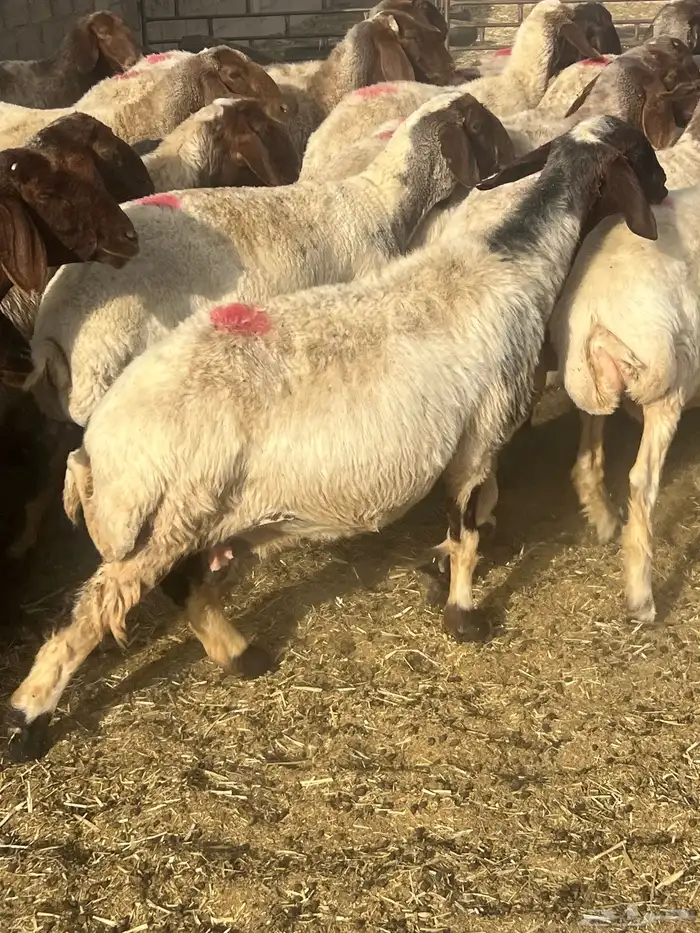 غنم نعيم دفيع 0