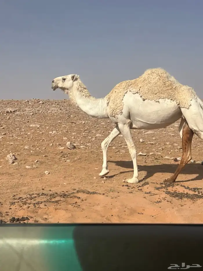 حايل ماشق نابها 0