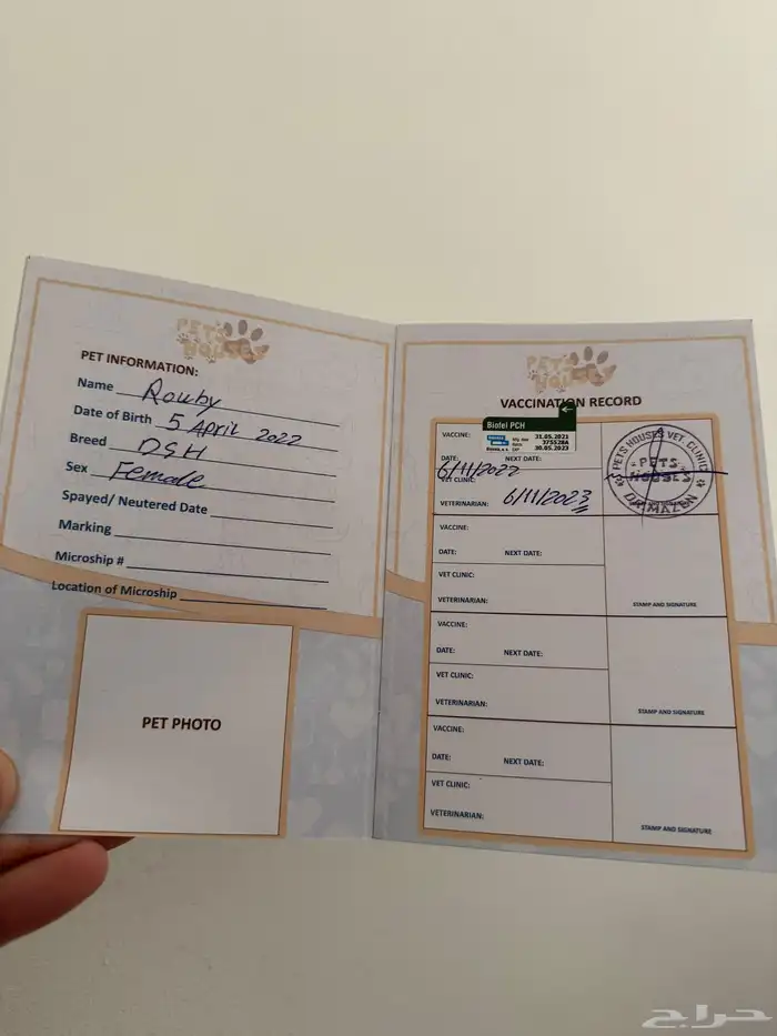 قطتان للتبني 4