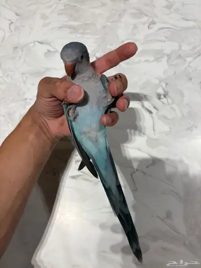 فرخ كويكر ازرق 3