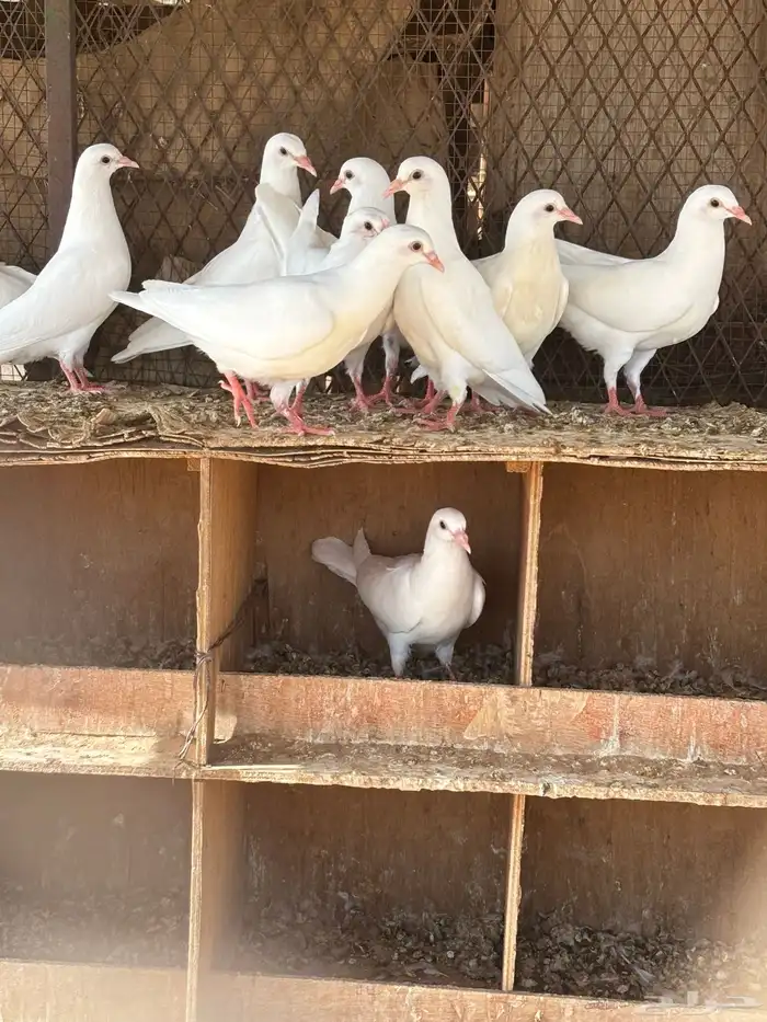 فروخ حمام فرنسي 1