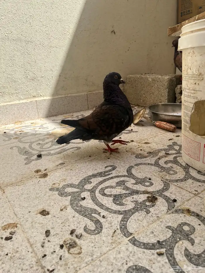 للبيع حمام كنق منتج 6