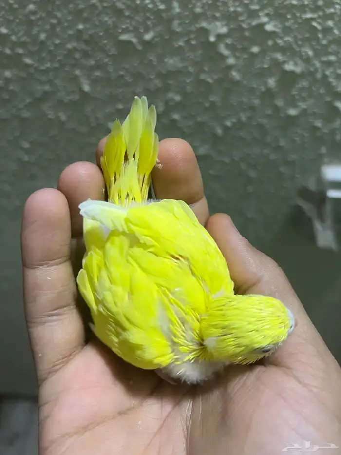 فرخ بادجي للبيع 0