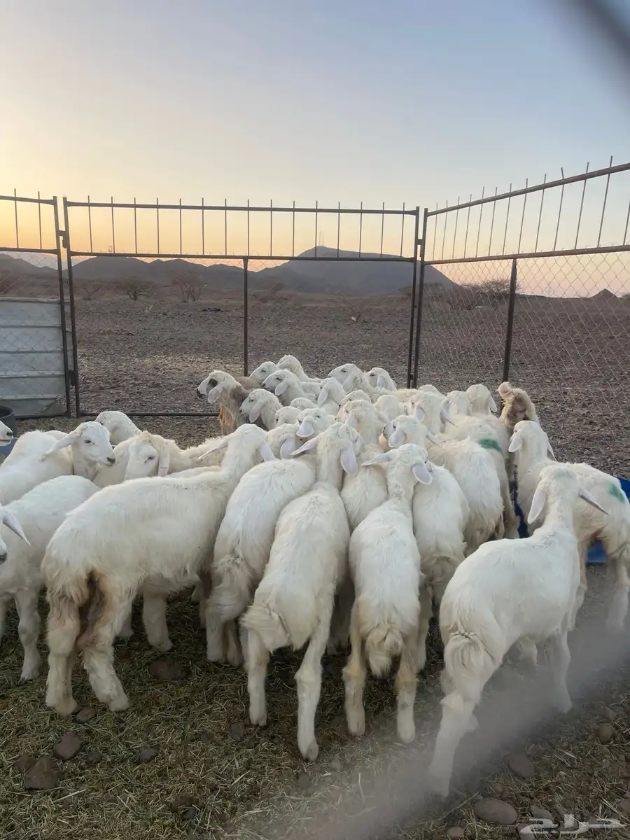 طليان ( تم البيع ) 0