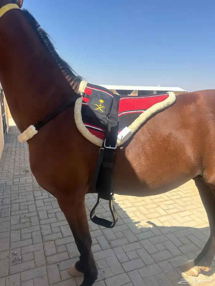 لبادة ركوب 3