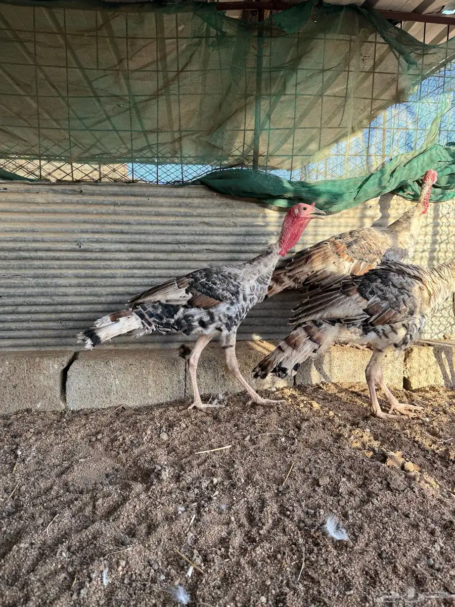 فروخ رومي فاخر 5