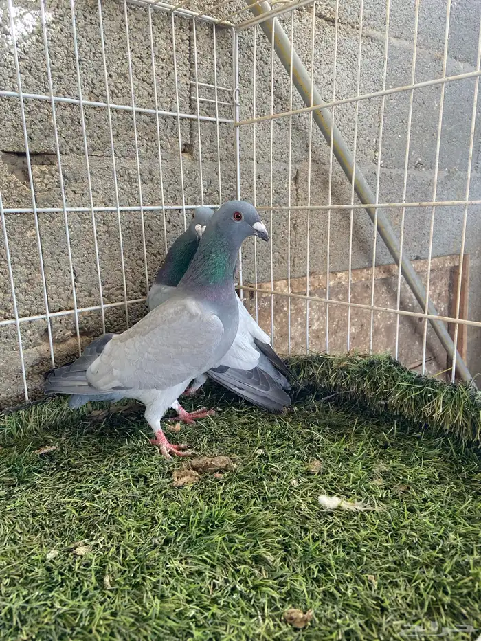 حمام زاجل بارلس 0