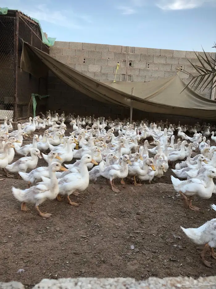 صوص بط بكيني سوبر جامبو 1