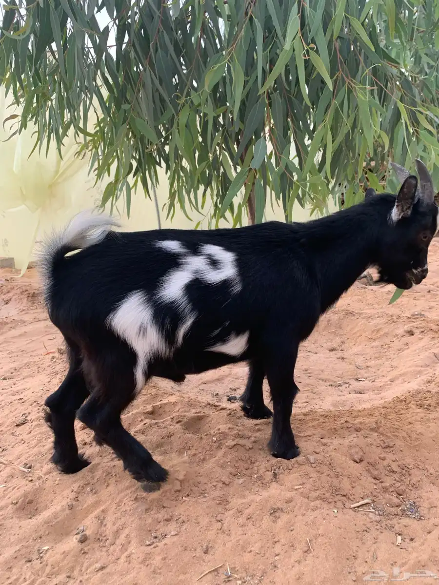 ماعز قزم 7