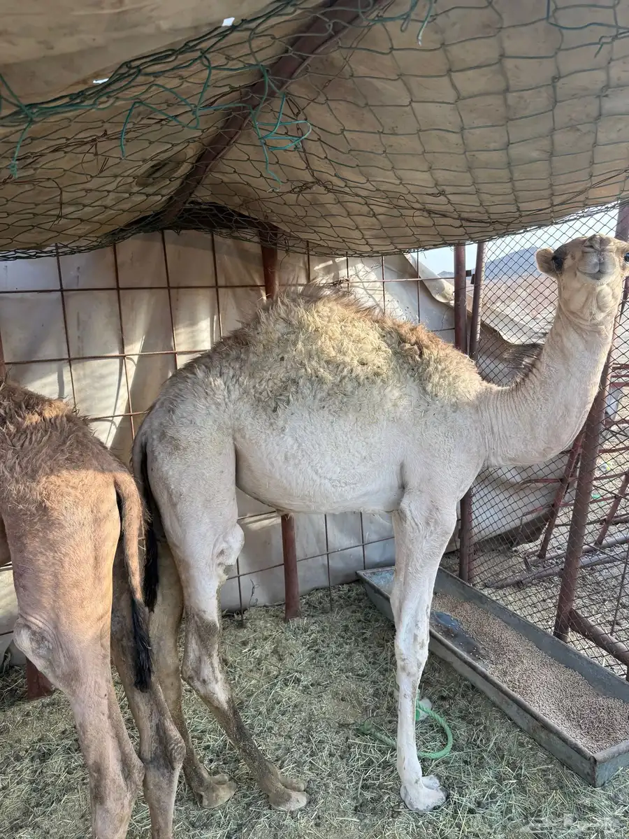 قعود وبكره 2