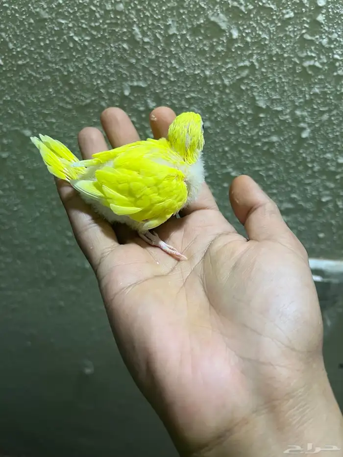 فرخ بادجي للبيع 5