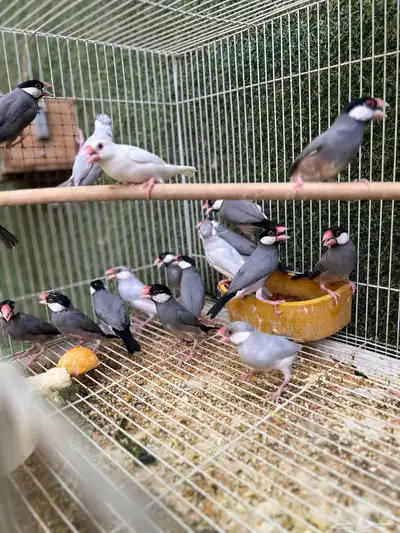 اجواز جاوا منتجه الوان متعدده 0