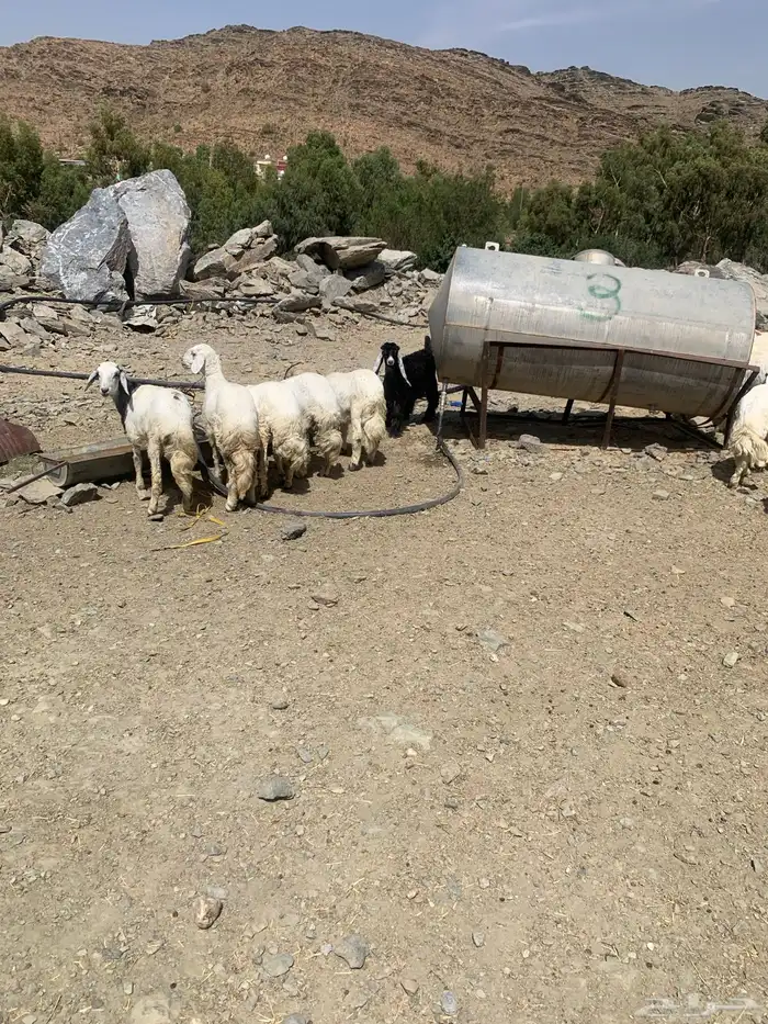 بيع 18خرفان 13ورخال 2