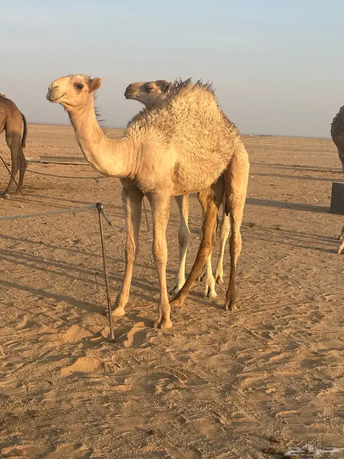 حيران بريه 0