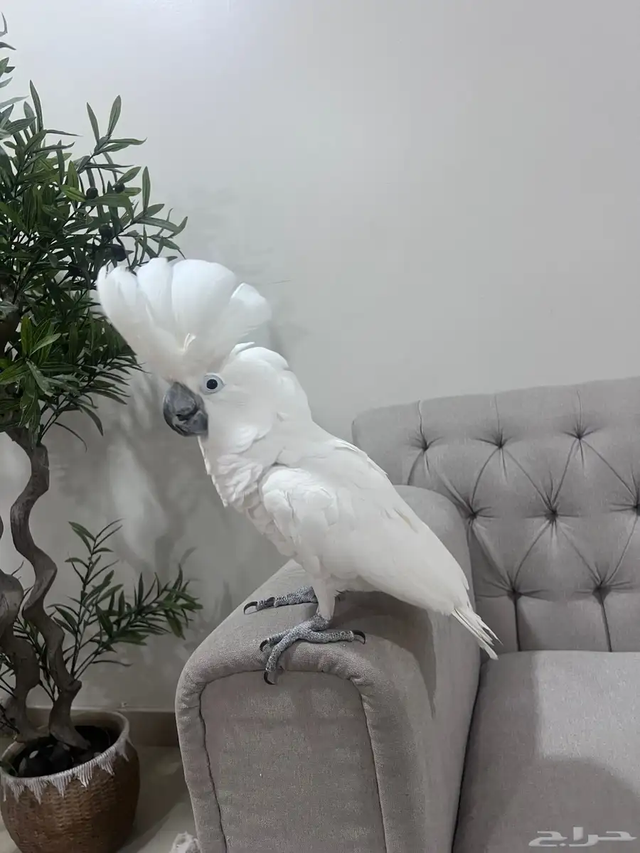 كوكاتو امبريلا سوبر سوبر جامبو 3