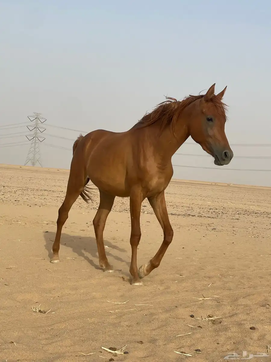 مهره للبيع 1